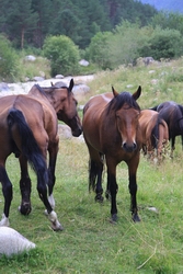 /foto1/2011/2011 12-23 августа ЭЛЬБРУС. Часть первая/Resize of IMG_2288.JPG